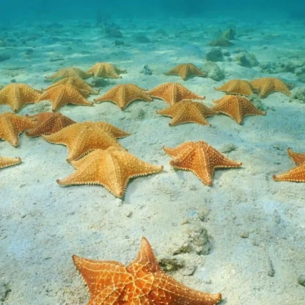Cozumel el Cielo VIP Tour en Catamarán Todo Incluido - Imagen 6