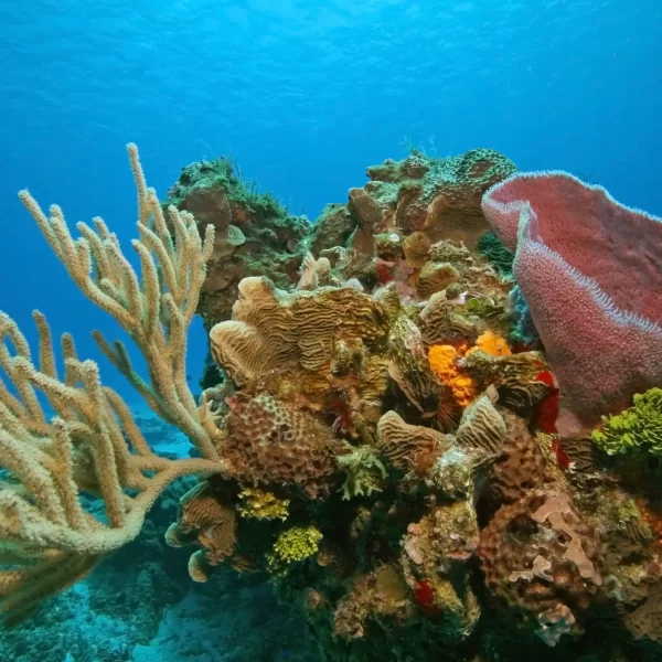 Cozumel el Cielo VIP Tour en Catamarán Todo Incluido - Imagen 19