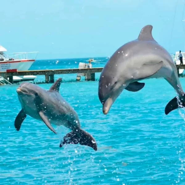Encuentro con Delfines en Plataforma Tour Familiar en ISLA MUJERES - Imagen 11