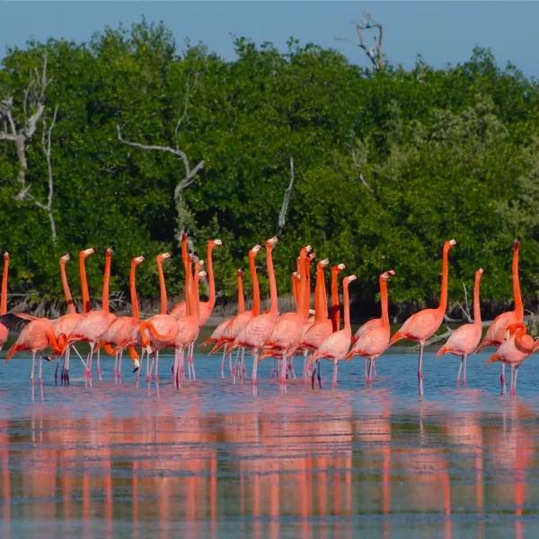Las COLORADAS y Rio Lagartos Tour de Dia - Imagen 6
